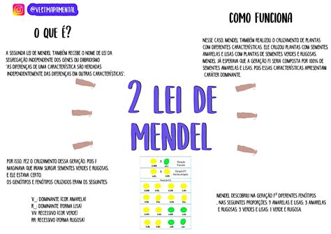 Resumo Da 2 Lei De Mendel - MAPA MENTAL SOBRE 2ª LEI DE MENDEL - Maps4Study