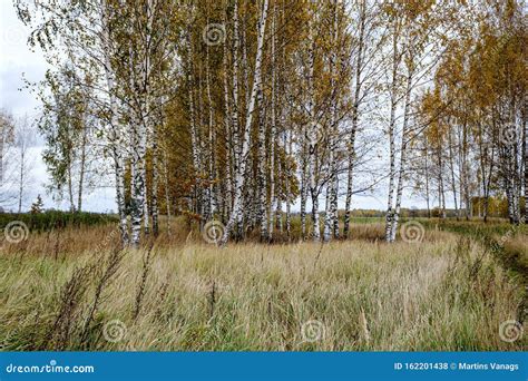 Naked Birch Aspen Trees In Autumn Forest Woth Some Orange Leaves Left Stock Photo Image Of