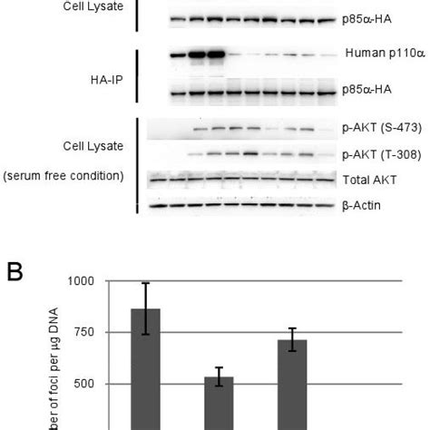 Oncogenic transformation by the helical domain mutation depends on ...