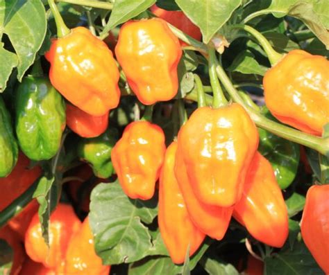 Helios Habanero Type Pepper Treated Seed Seedway