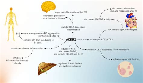 Frontiers The Role Of Atypical Chemokine Receptor D6 Ackr2 In