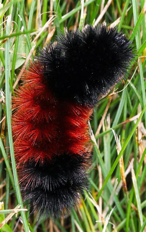 All of Nature: Wooly Bear Caterpillar Weather Predictor?