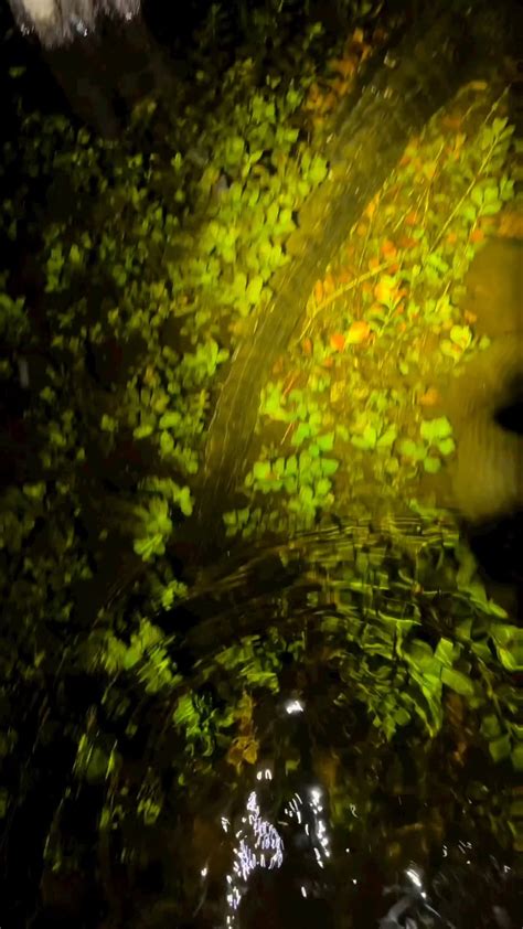 Exploring The Florida Swamps Rdamnthatsinteresting
