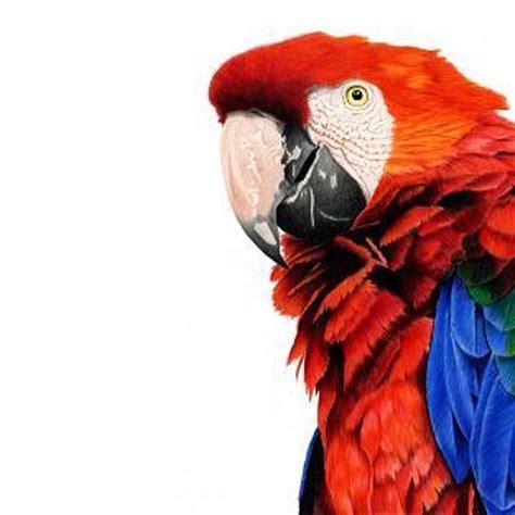 Scarlet Macaw By Alana Jones Alanajonesartwork Its Hard To Believe