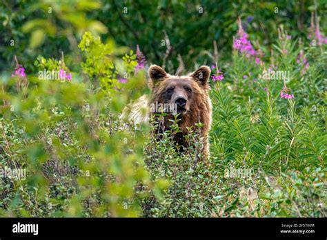 grizzle bear  res stock photography  images alamy