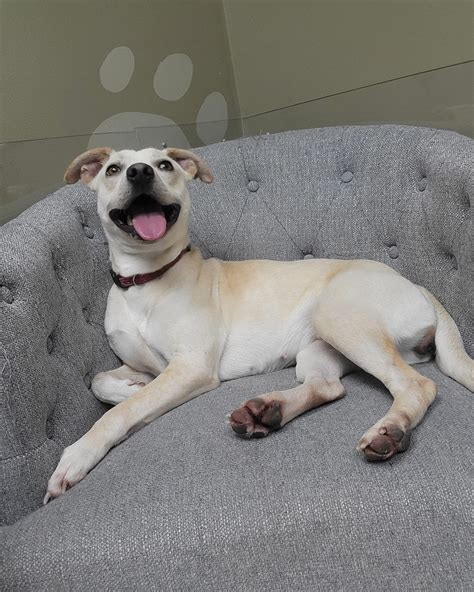 bulloch county animal shelter 3