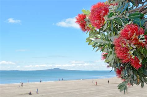 Best beaches in Auckland - Lonely Planet