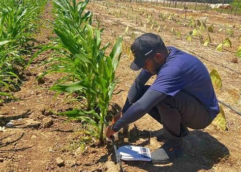 Alunos de Engenharia Agronômica do CESVASF participaram de aula prática