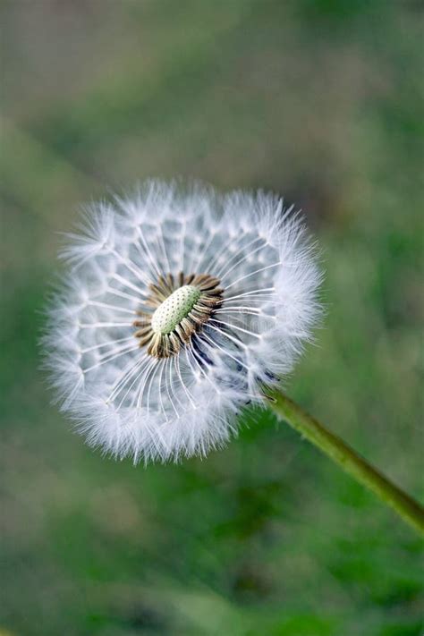 Fluffy Ball Of Faded Dandelion Stock Photo Image Of Thorns Nature