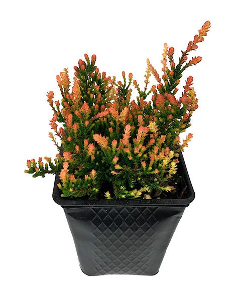 Calluna V Spring Torch 4 Inch The Garden Corner