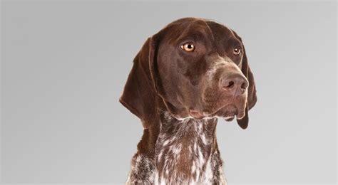 Things You Need To Know Before Buying A German Shorthaired Pointer