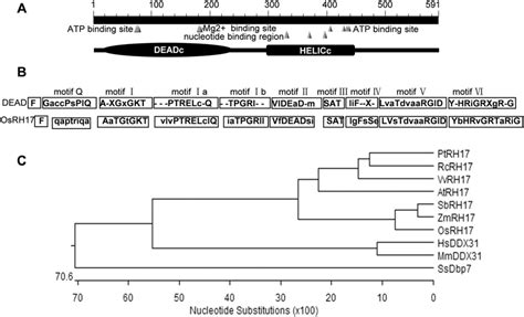 Structure And Phylogenetic Analysis Of The Osrh17 Protein A