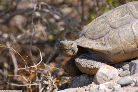 Mojave Desert Tortoise Facts, Pictures, Video & In-Depth Information