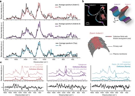 Average Raman Spectra Of Primary Cell Walls Of Micrasterias Extracted Download Scientific