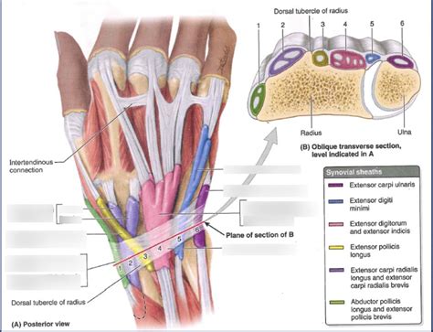 Wrist Compartments Image Diagram Quizlet