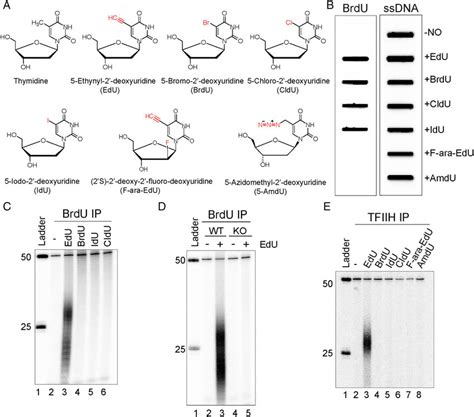 Incorporation Of Thymidine Analogs Into The Human Genome And Removal Of