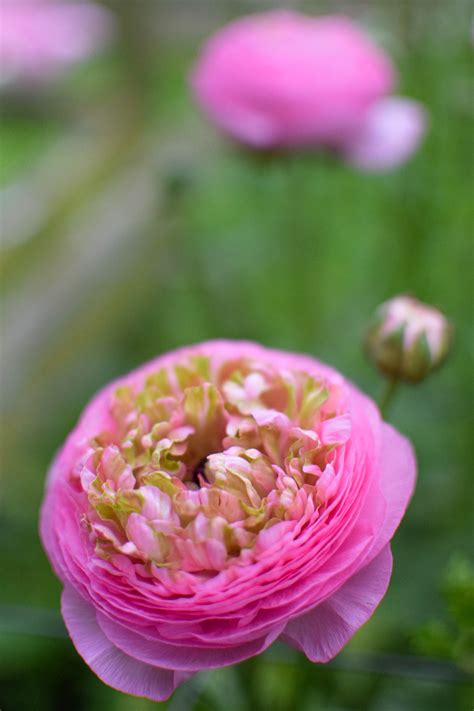 Ranunculus Barby Zoe Woodward Gardening