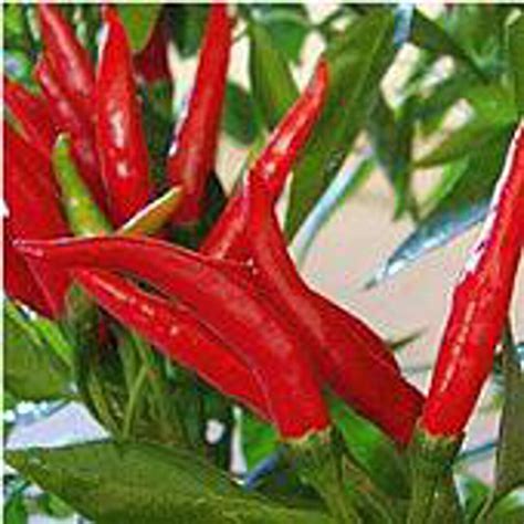 Thai Dragon Hot Peppers Seeds Etsy