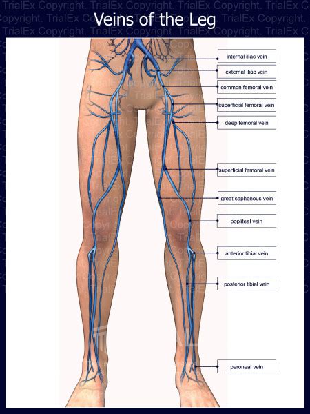 Superficial Femoral Vein