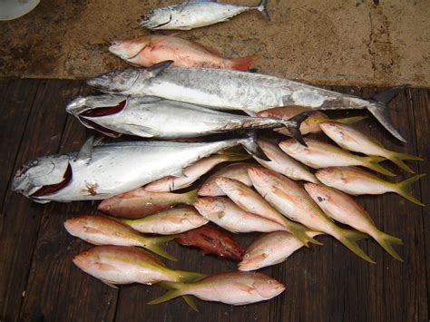 Drift Fishing Trips And Sportfishing Charters Fort Lauderdale Fishing