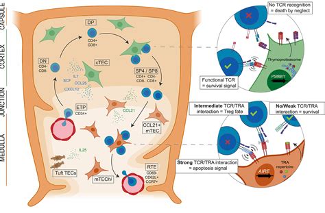 Frontiers Differentiation Of Pluripotent Stem Cells Into Thymic