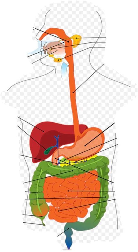 Arbeitsblatt Biologie Das Verdauungssystem Biologie Tutory De