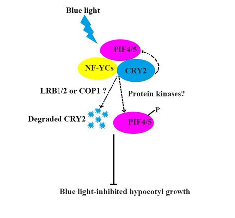 photomorphogenesis, to contribute to moderate hypocotyl growth under | Download Scientific Diagram