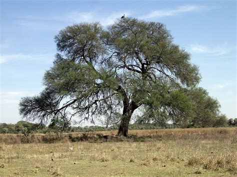 Algarrobo ¿un Árbol De Origen Chileno O No