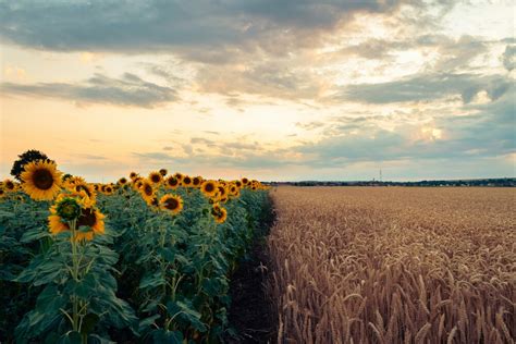 Crise Du Bio Soutien Europ En Pour Les Agriculteurs Miimosa