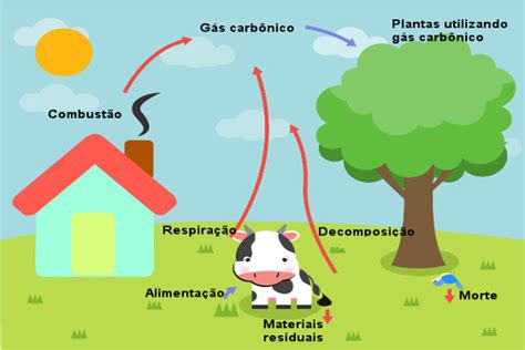 Ciclo Do Carbono Importância Etapas E Resumo Mundo Educação