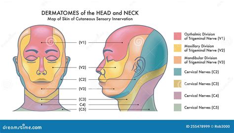 Dermatomes Of Head And Neck Stock Vector Illustration Of Diagram