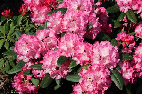 Rhododendron Blume Rosa Kostenloses Foto Auf Pixabay Pixabay