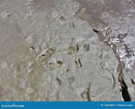 Pegadas Fossilizadas De Humanos Mais De 20 000 Anos Imagem De Stock