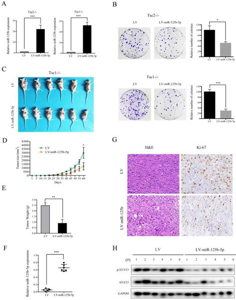 Mir 125b 5pstat3 Pathway Regulated By Mtorc1 Plays A Critical Role In