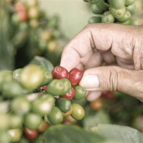 Herkunft des Alps Coffee » Kaffeevielfalt Arabica Robusta