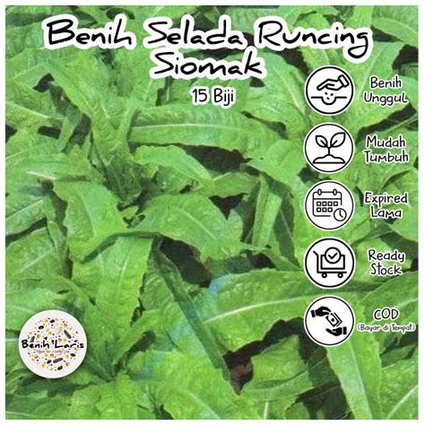 Selada Siomak Benih Bibit Selada Siomak Aroma 910 Benih Sayur Selada