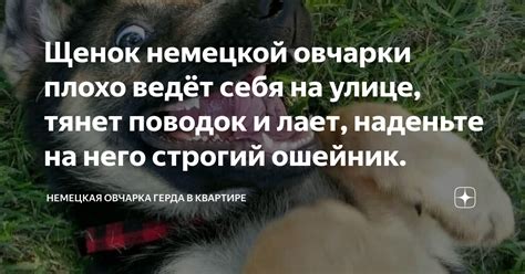 Щенок немецкой овчарки плохо ведёт себя на улице, тянет поводок и лает ...