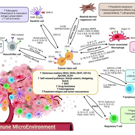 A Diagram Illustrating The Crosstalk Between Immune Cells And Cscs