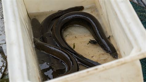 Freshwater eel research by Arthur Rylah Institute reveals marathon