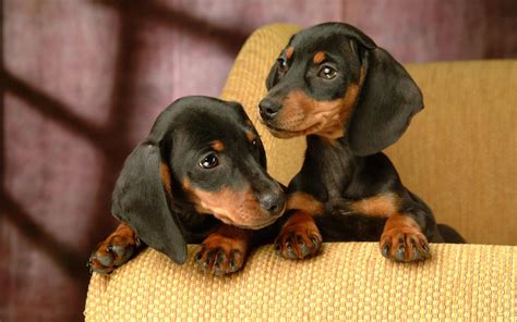 Dachshund Dog Breed » Information, Pictures, & More