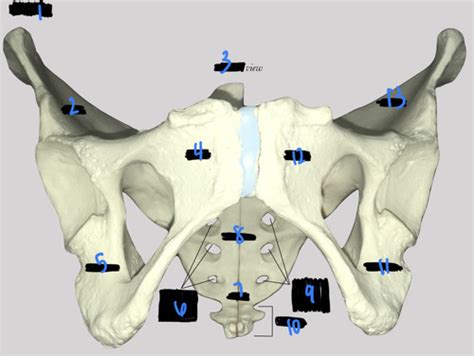 Axial Skeleton Sacrum And Coccyx Flashcards Quizlet