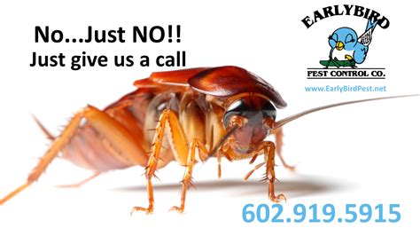 Surprise Arizona Pest Control Exterminator