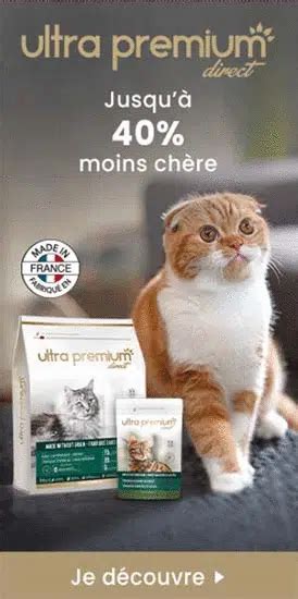 Nom De Chat En A 50 Noms De Chats Originaux Chatsmoureux Fr