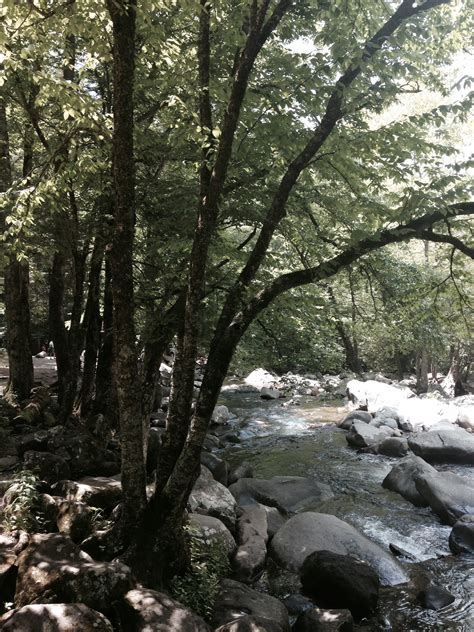 Fotos gratis paisaje árbol agua naturaleza bosque rock Arroyo