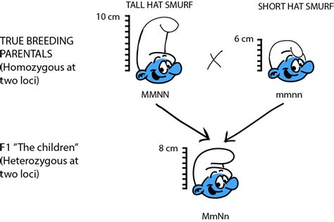 Biology Quantitative Genetics Shmoop Biology