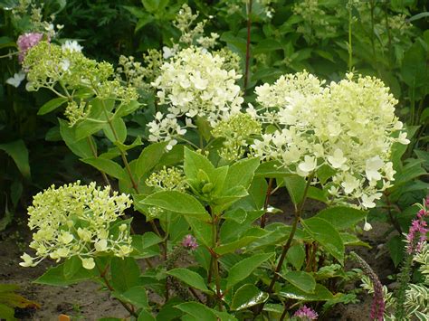 Гортензия Метельчатая Magical Candle Фото – Telegraph