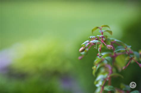 Meike 85mm F1.8 STM Review - DustinAbbott.net
