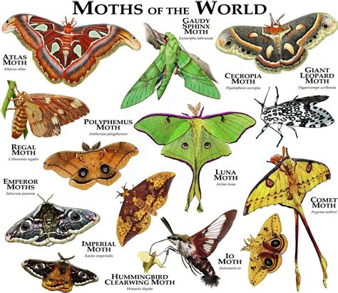 Moths of the World Poster Print | Etsy Beautiful Bugs, Beautiful ...