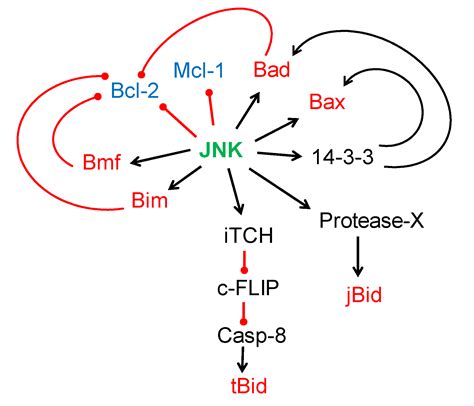 Ijms Free Full Text Understanding Mapk Signaling Pathways In Apoptosis