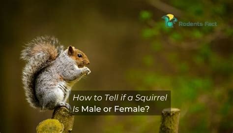 How To Tell If A Squirrel Is Male Or Female Know The Distinctions